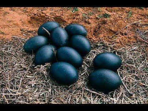 Kadaknath Chicken Eggs