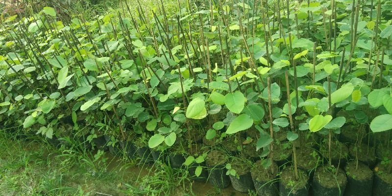 Red Sandalwood small Plant