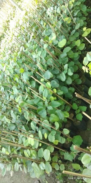 Red Sandalwood small Plant