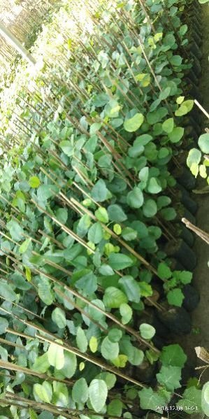 Red Sandalwood small Plant