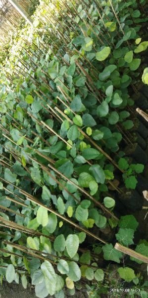 Red Sandalwood small Plant