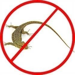 Lizard Catching and control