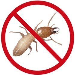 Termite control