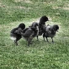 image 03