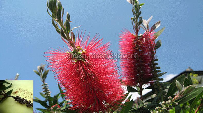 Callistemon Viminalis ( Bottle brush )