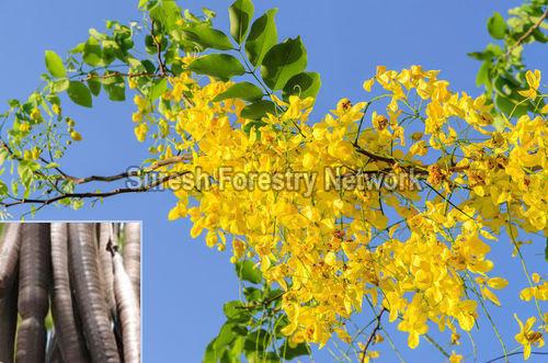 Cassia Fistula