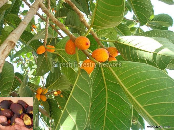 Ficus Mysorensis