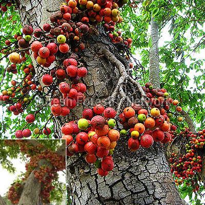 Ficus Racemosa