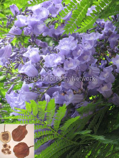 Jacaranda Mimosifolia