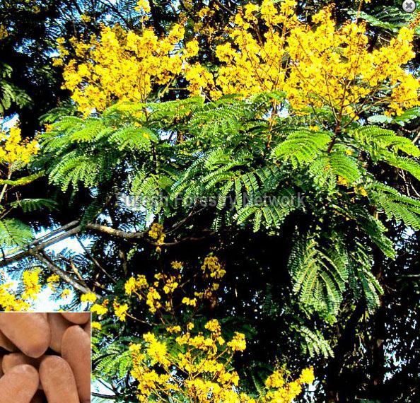 Peltophorum Pterocarpum