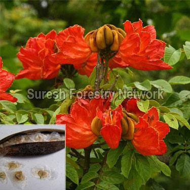 Spathodea Campanulata