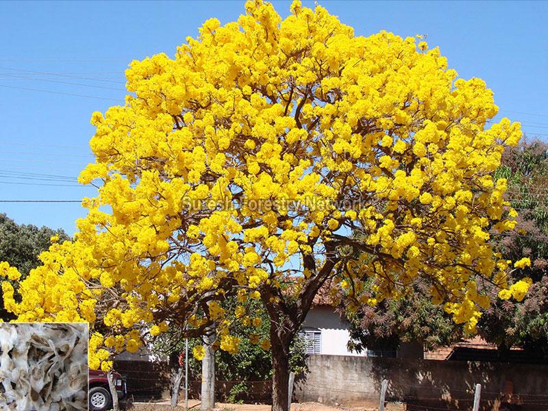 Tabebuia Argentea