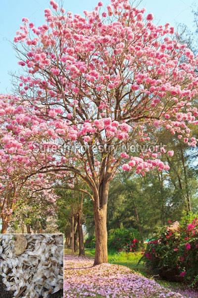 Tabebuia Rosea