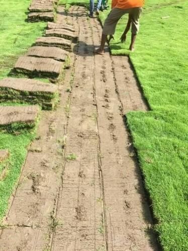 Mexican Carpet Grass
