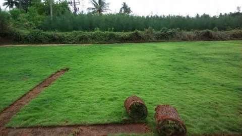Mexican Carpet Grass