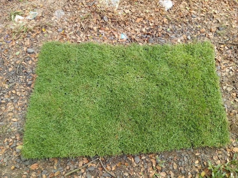 Mexican Carpet Grass