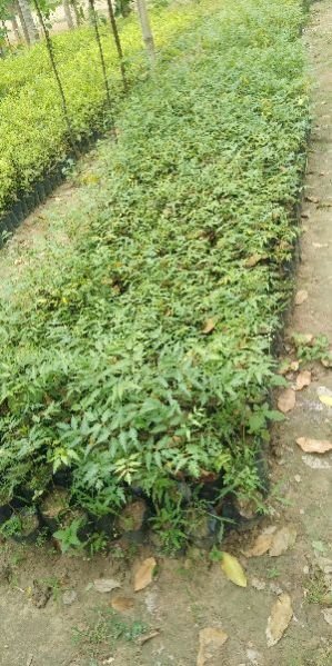 Moha Neem Plants