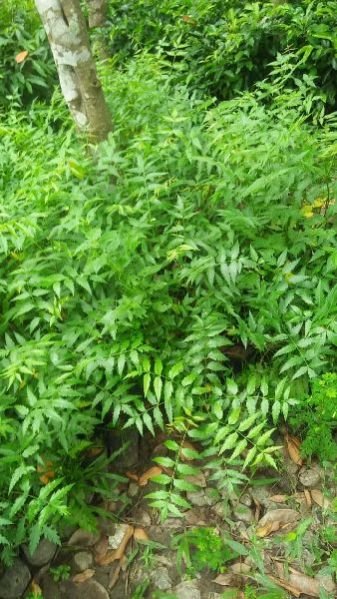 Moha Neem Plants