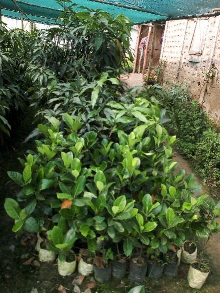 Jackfruit Plants