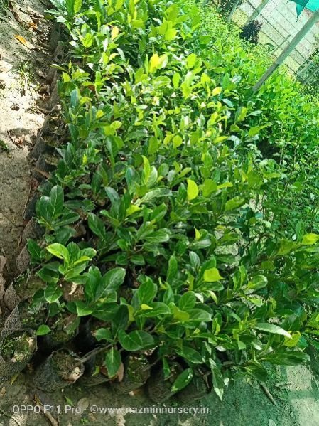 Jackfruit Plants