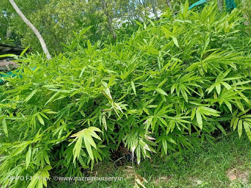 Dendrocalamus Strictus Bamboo Plant