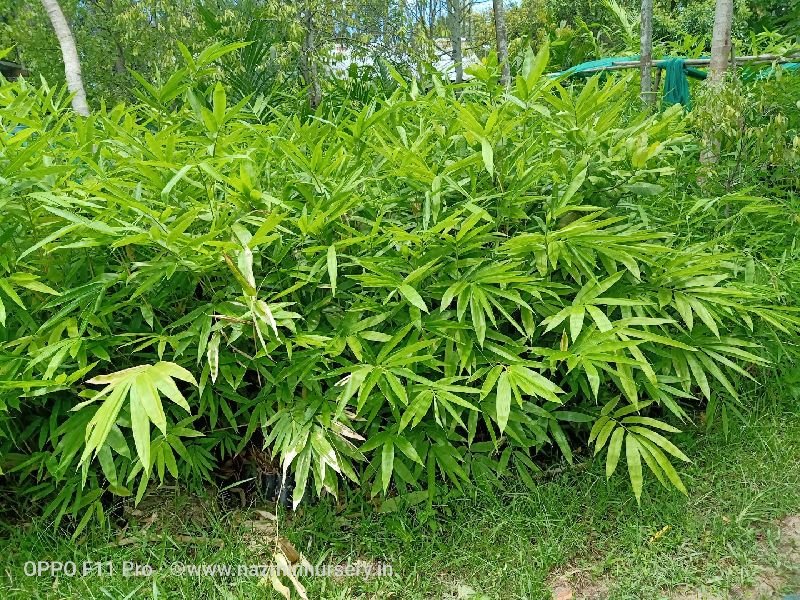 Dendrocalamus Strictus Bamboo Plant