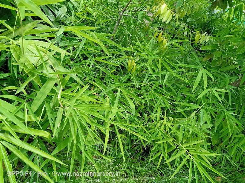 Dendrocalamus Strictus Bamboo Plant