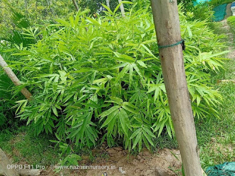 Dendrocalamus Strictus Bamboo Plant