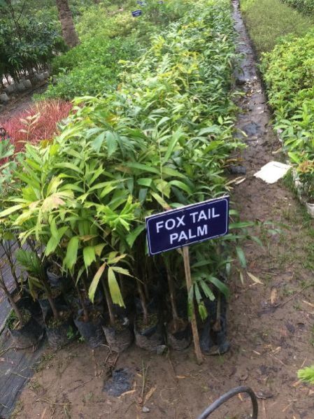 Fox Tail Palm Tres