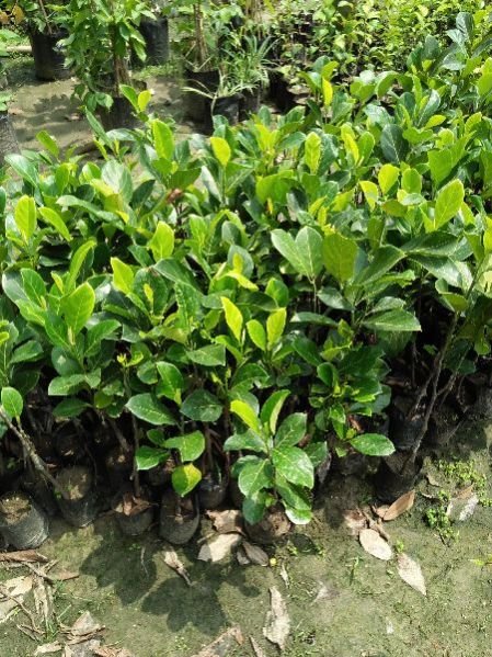 jack fruit plant