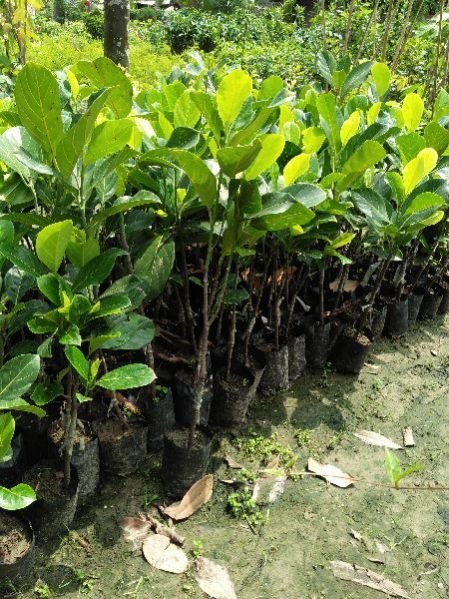 jack fruit plant