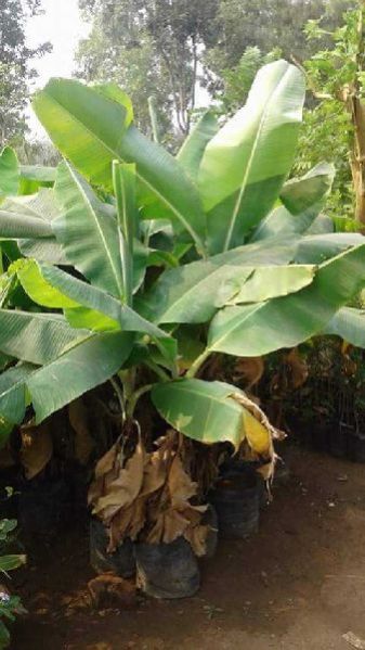 Malbug Banana Plant