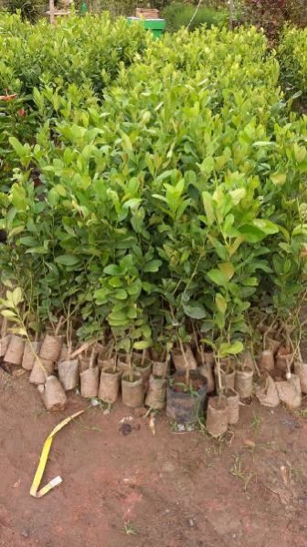 Assam Lemon Cutting Plant's