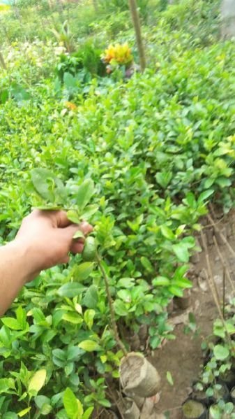 Assam Lemon Cutting Plant's