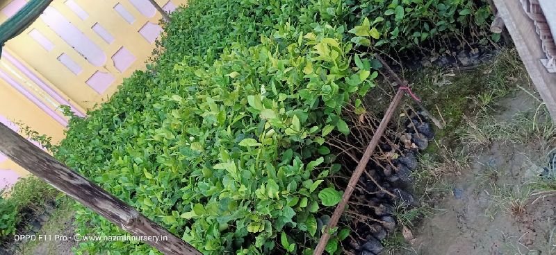 Assam Lemon Cutting Plant's