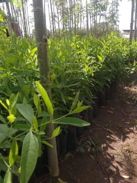 White Sandalwood Plant