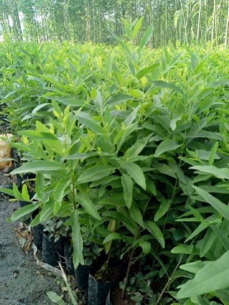 White Sandalwood Plant