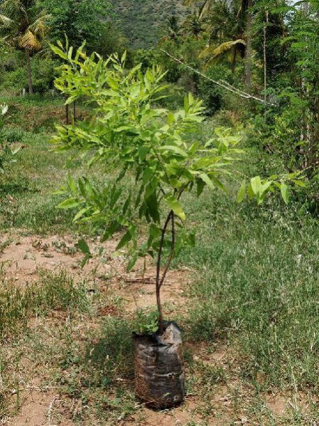 White Sandalwood Plant