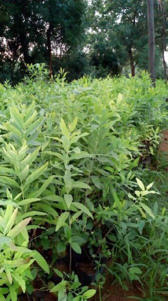 White Sandalwood Plant