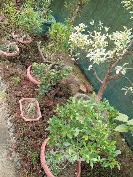 Ficus Bonsai Plants