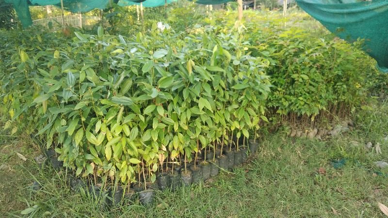 Indian Cinnamon Plants