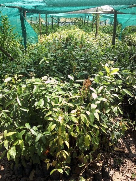 Indian Cinnamon Plants
