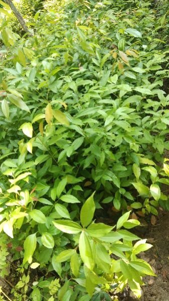 Indian Cinnamon Plants
