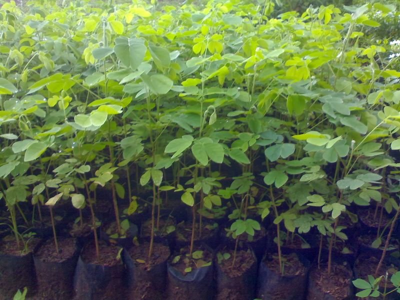 Rain Tree Plants