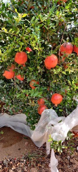 Fresh Pomegranate 12