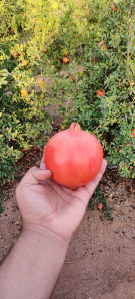 Fresh Pomegranate 15