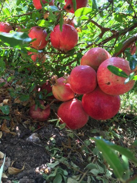 Fresh Pomegranate 16