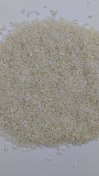 Sona Masoori (Silky Plant)