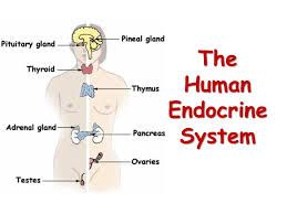 ENDOCRINE - C