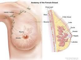 FEMALE CANCER - E